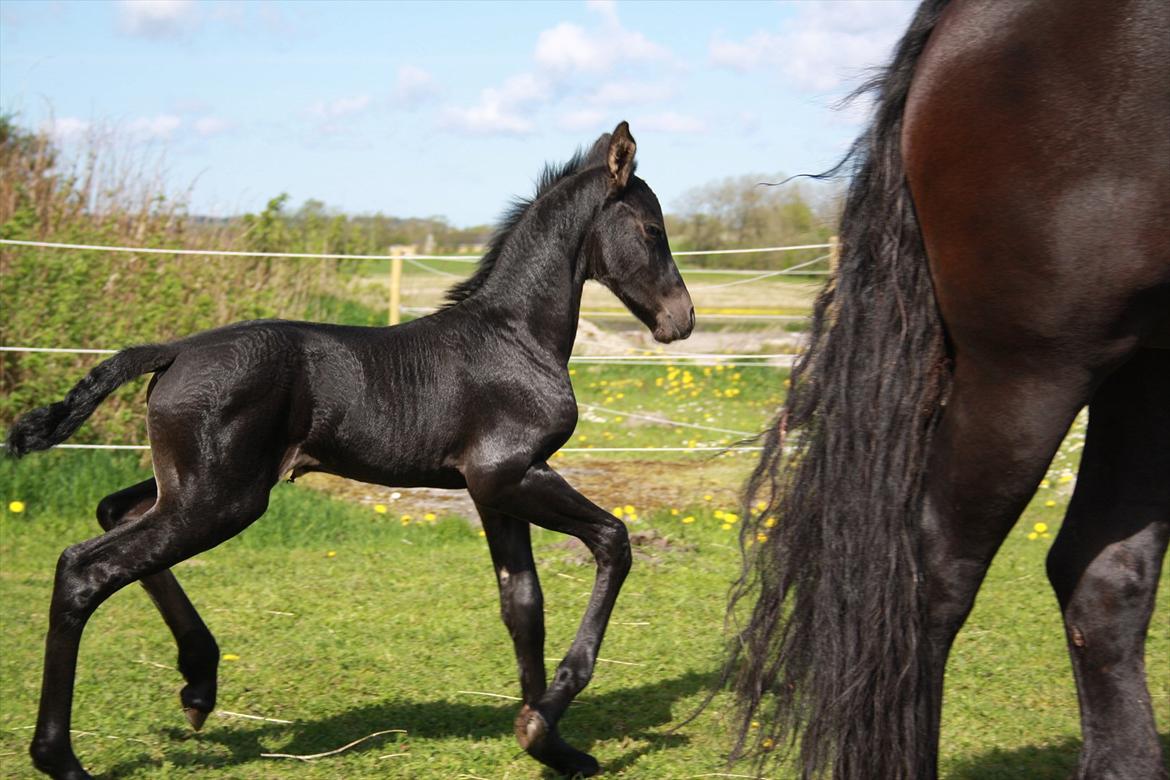 Barockpinto Dineera A Bacoon #SOLGT# - 2 dage gammel. billede 2