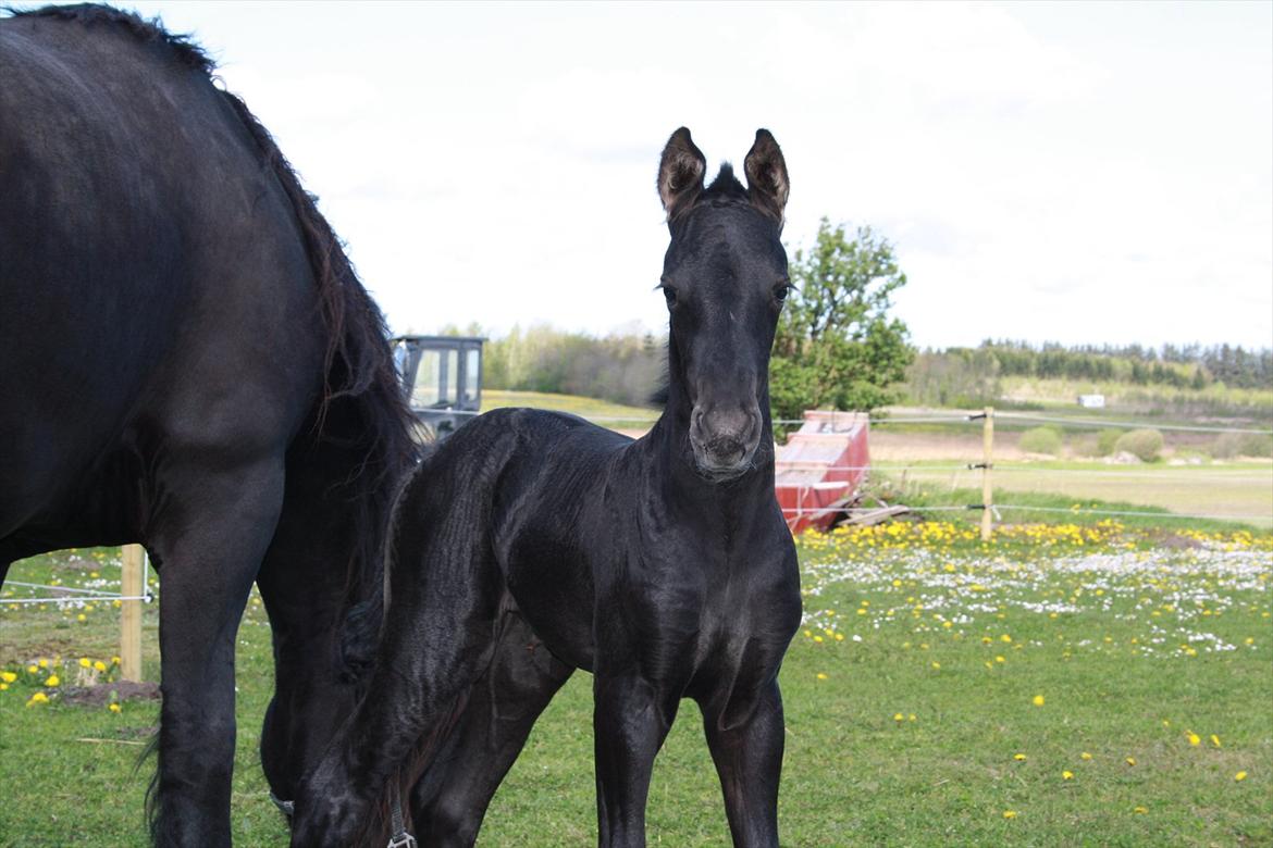 Barockpinto Dineera A Bacoon #SOLGT# billede 3