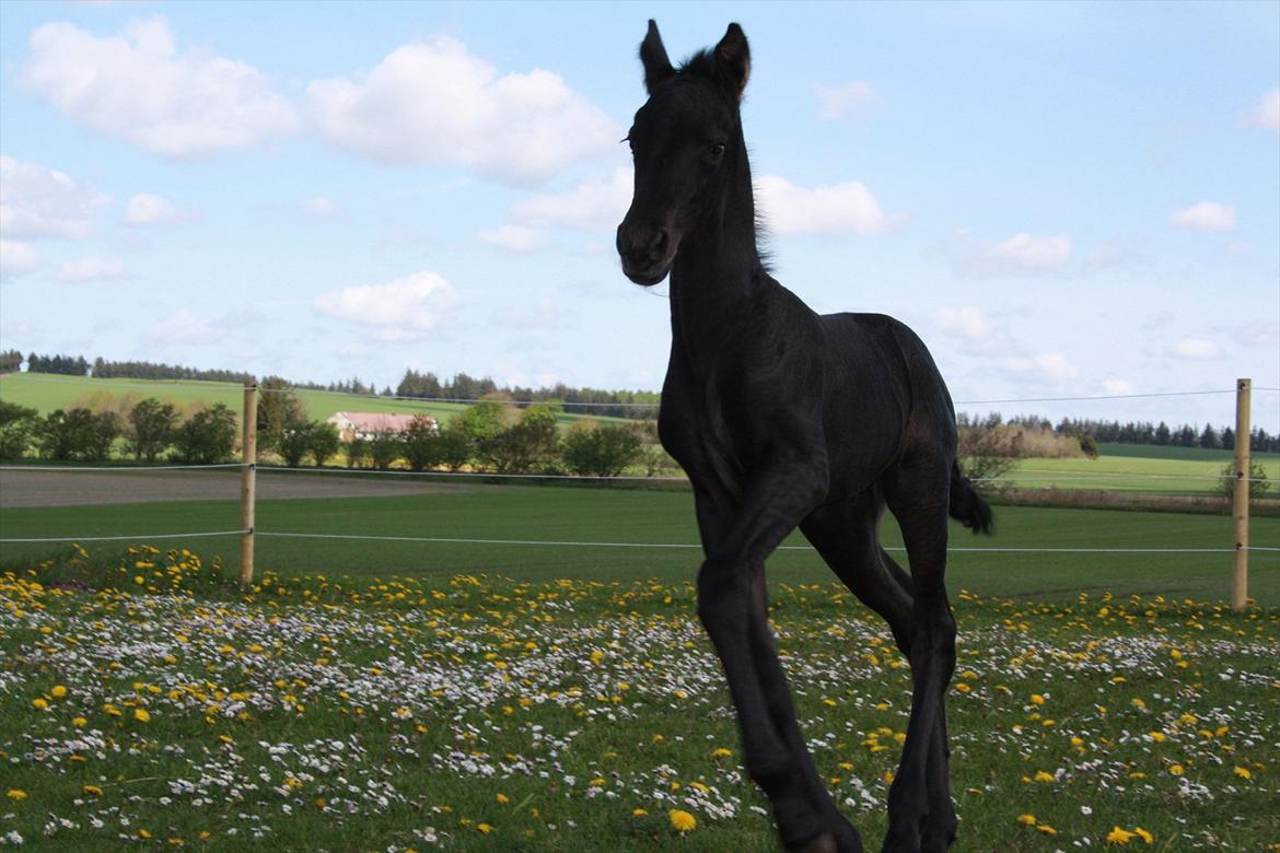 Barockpinto Dineera A Bacoon #SOLGT# billede 4