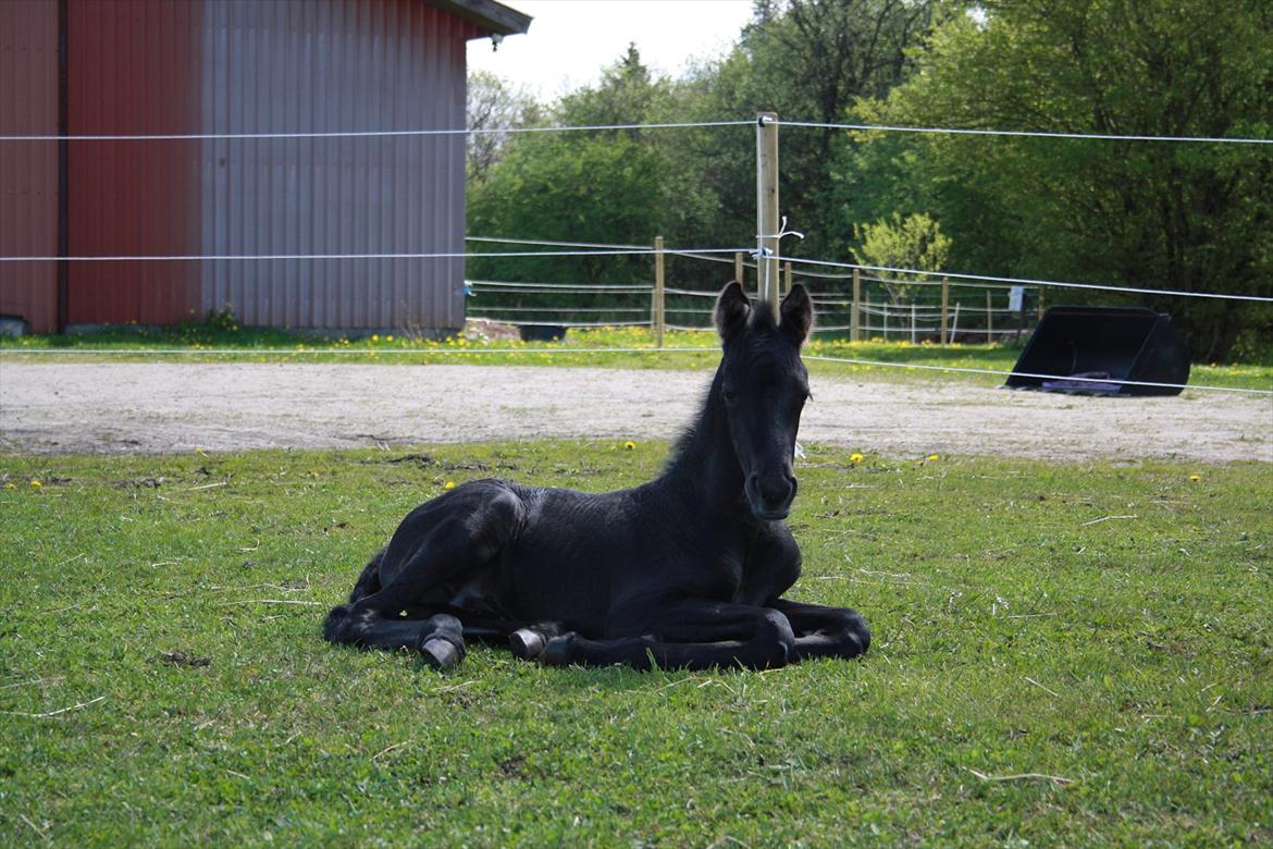 Barockpinto Dineera A Bacoon #SOLGT# billede 5