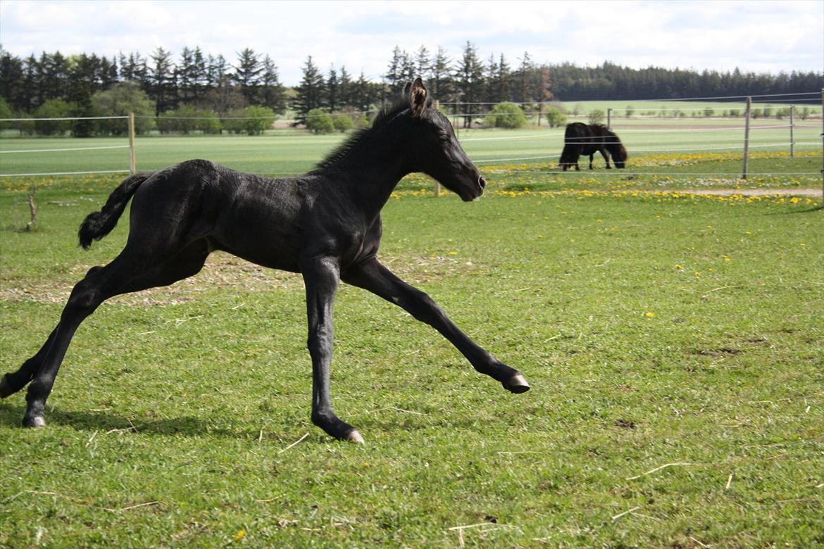 Barockpinto Dineera A Bacoon #SOLGT# billede 6