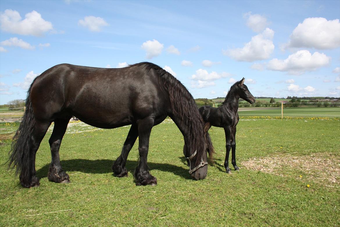 Barockpinto Dineera A Bacoon #SOLGT# billede 7