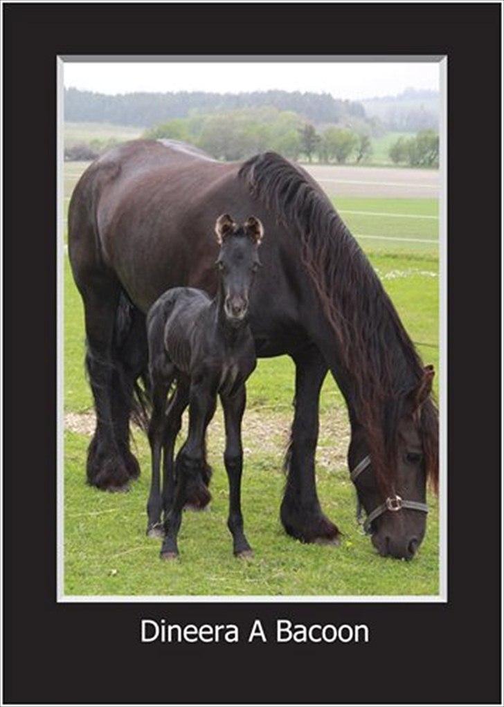 Barockpinto Dineera A Bacoon #SOLGT# billede 8