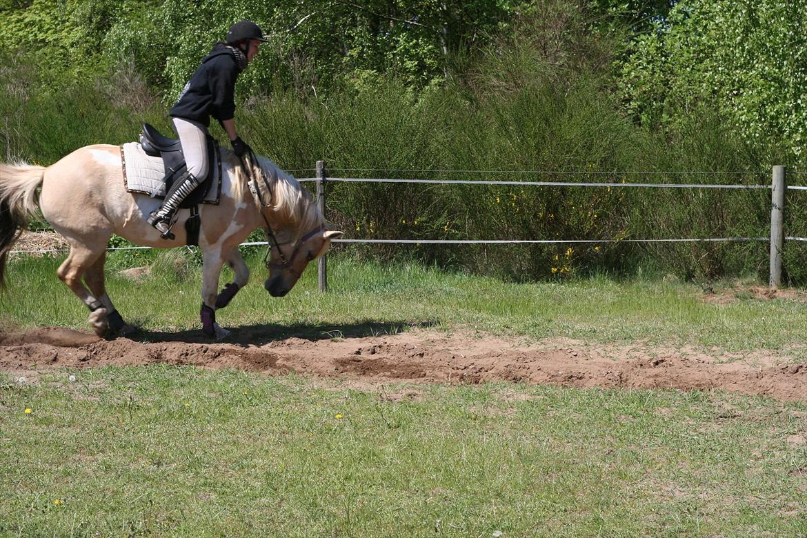 Anden særlig race Athene - Når Athene musen har lidt for meget energi xD billede 11