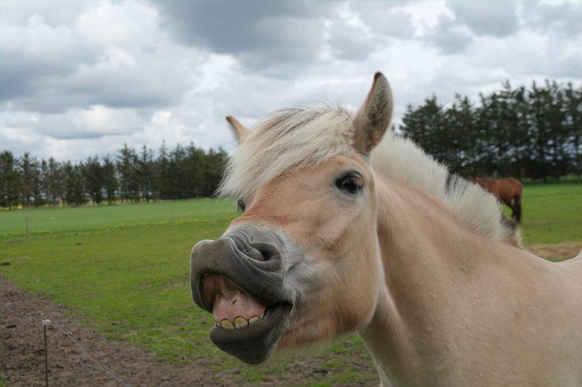 Fjordhest Alaika Møllegaard - 7~ Nogle gange er et smil nok til at ændre alt. Husk det <3 billede 5