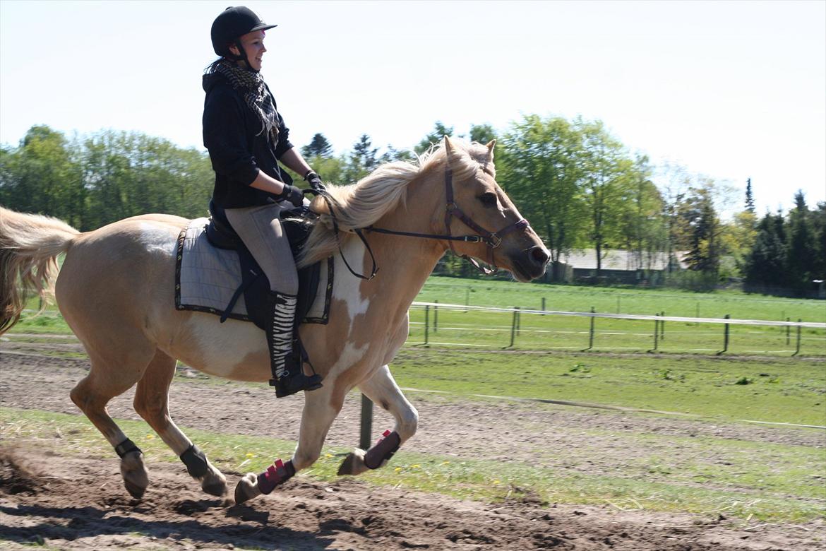 Anden særlig race Athene - Efter ulykken rider vi nu bidløst og hun nyder at være fri <3 billede 12