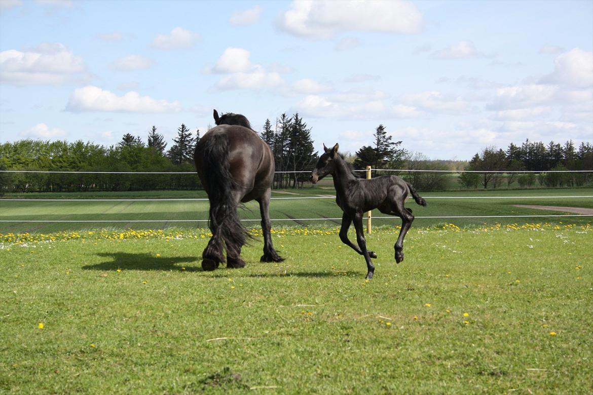 Barockpinto Dineera A Bacoon #SOLGT# - Vi kan også på 1 ben  ;0) billede 9