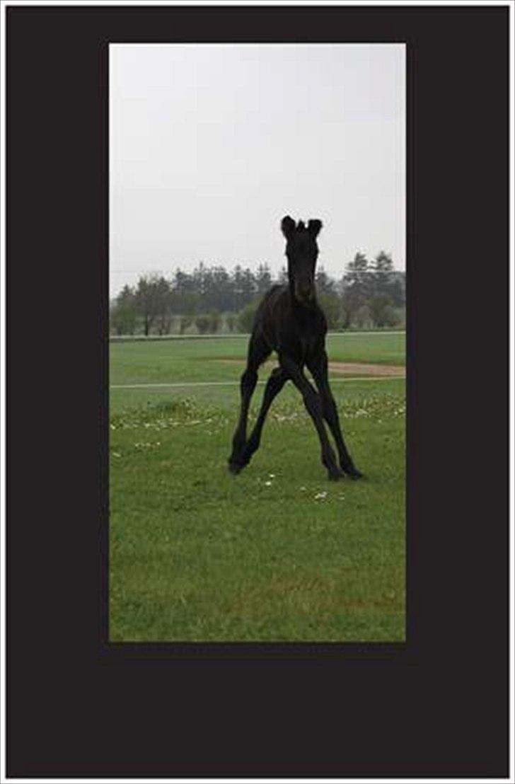 Barockpinto Dineera A Bacoon #SOLGT# billede 10