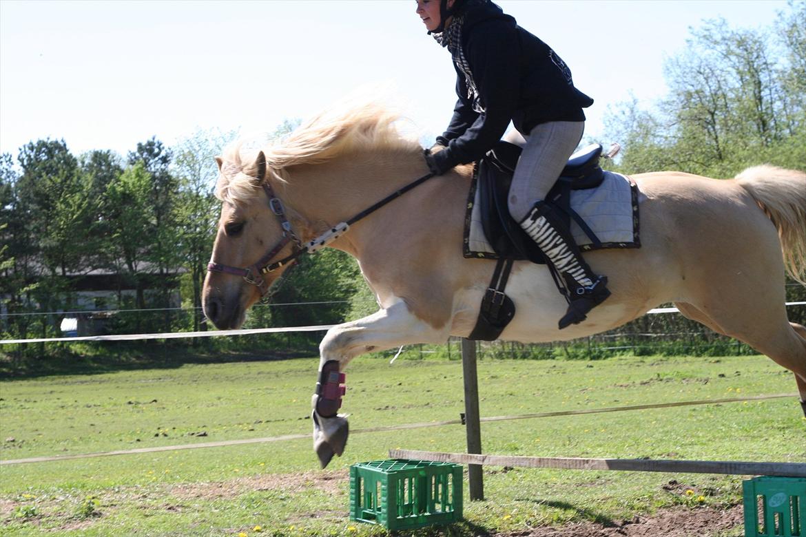 Anden særlig race Athene - første gang vi springer efter ulykken og første gang bidløst <3 billede 14