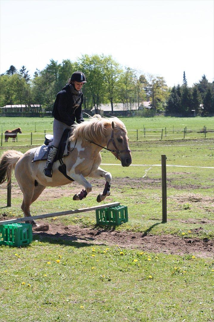 Anden særlig race Athene - første gang vi springer bidløst billede 15