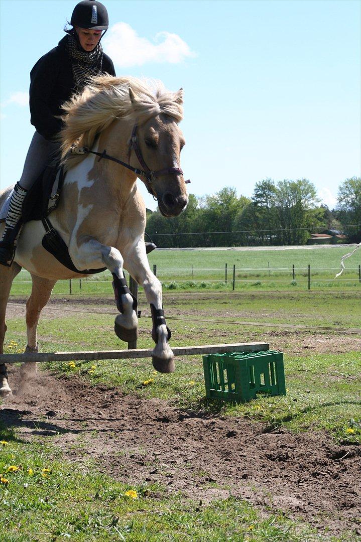 Anden særlig race Athene - Athene jeg er stolt over du er hvor du er nu <3 billede 16