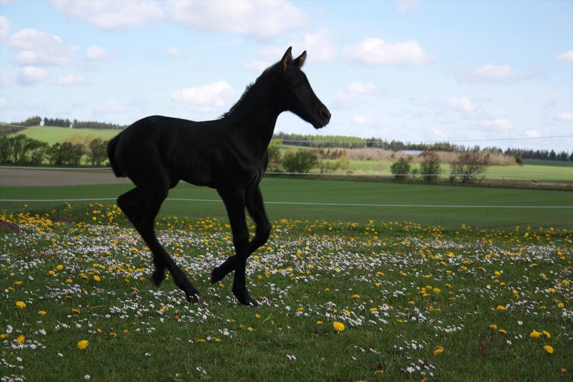 Barockpinto Dineera A Bacoon #SOLGT# billede 11