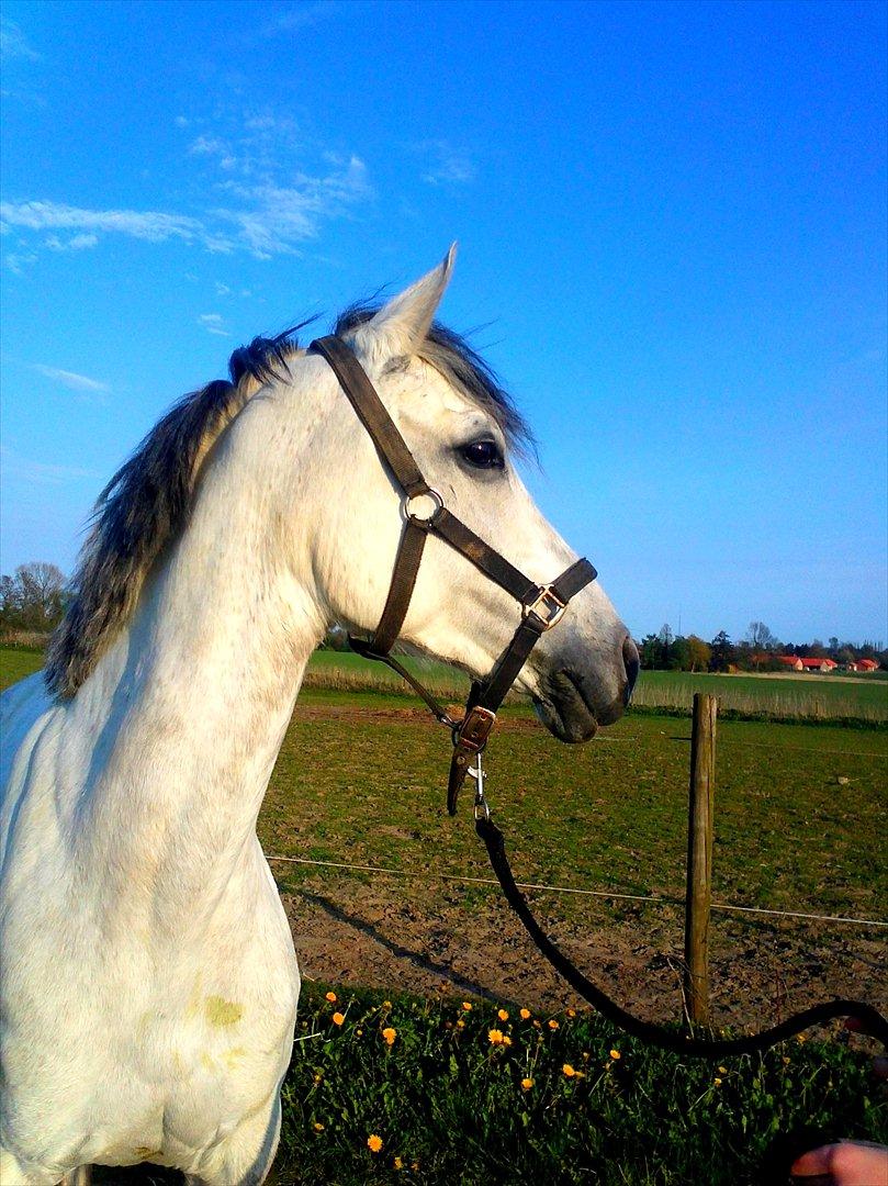 Tysk Sportspony Monique billede 2