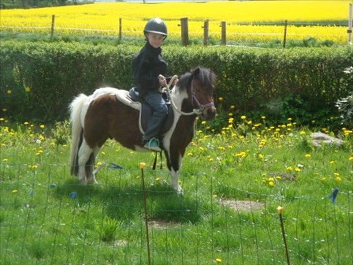 Shetlænder Spirit - første ride tur  billede 14