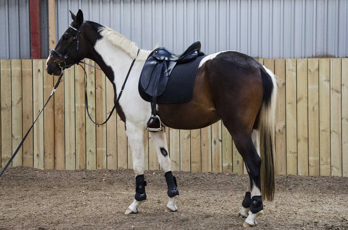 Pinto Milton billede 1