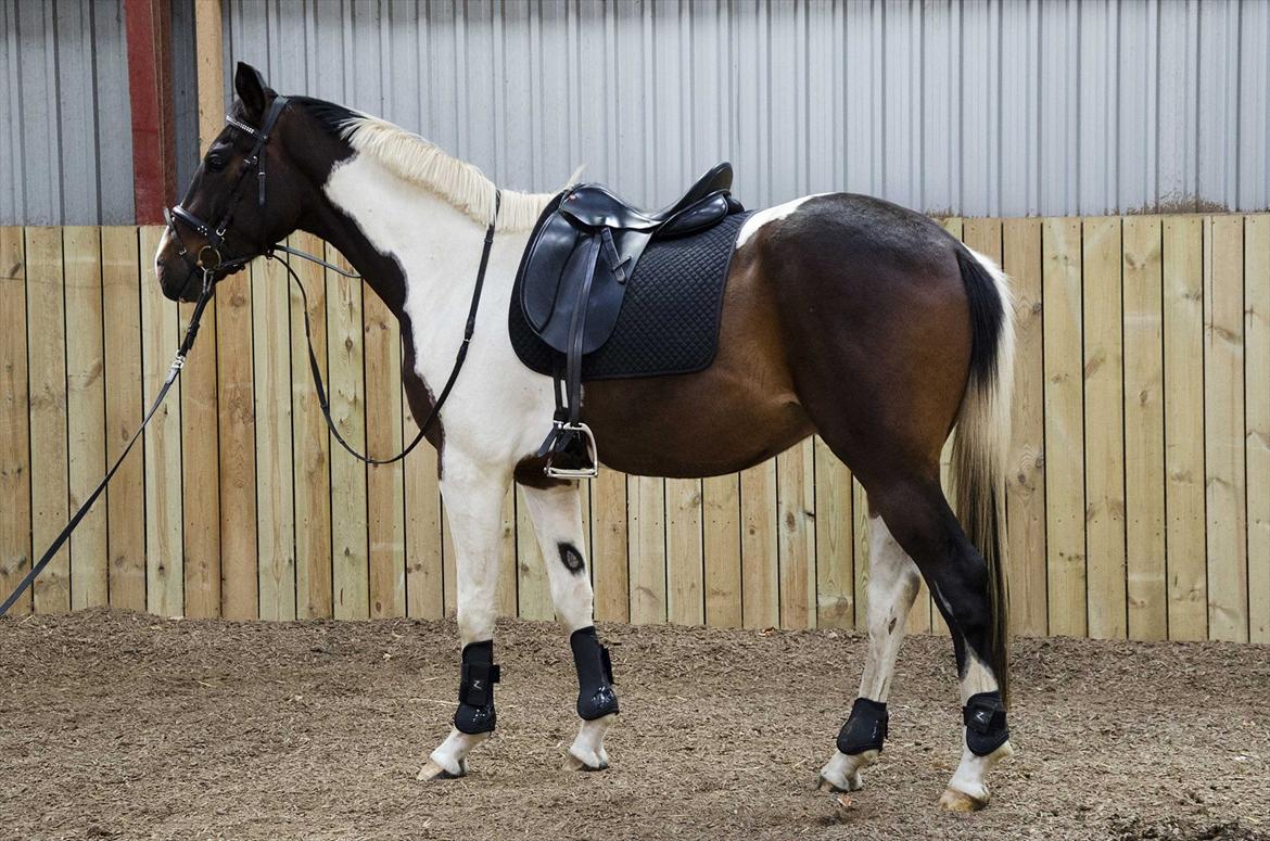 Pinto Milton billede 2