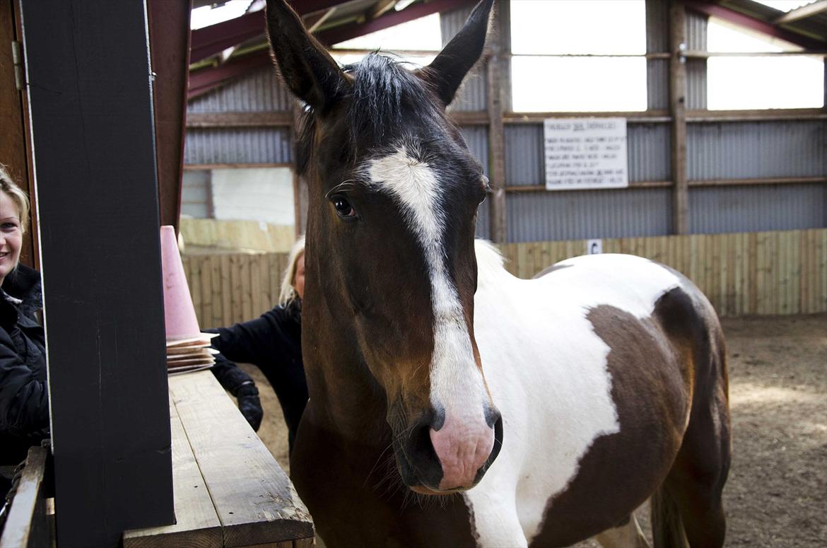 Pinto Milton billede 5