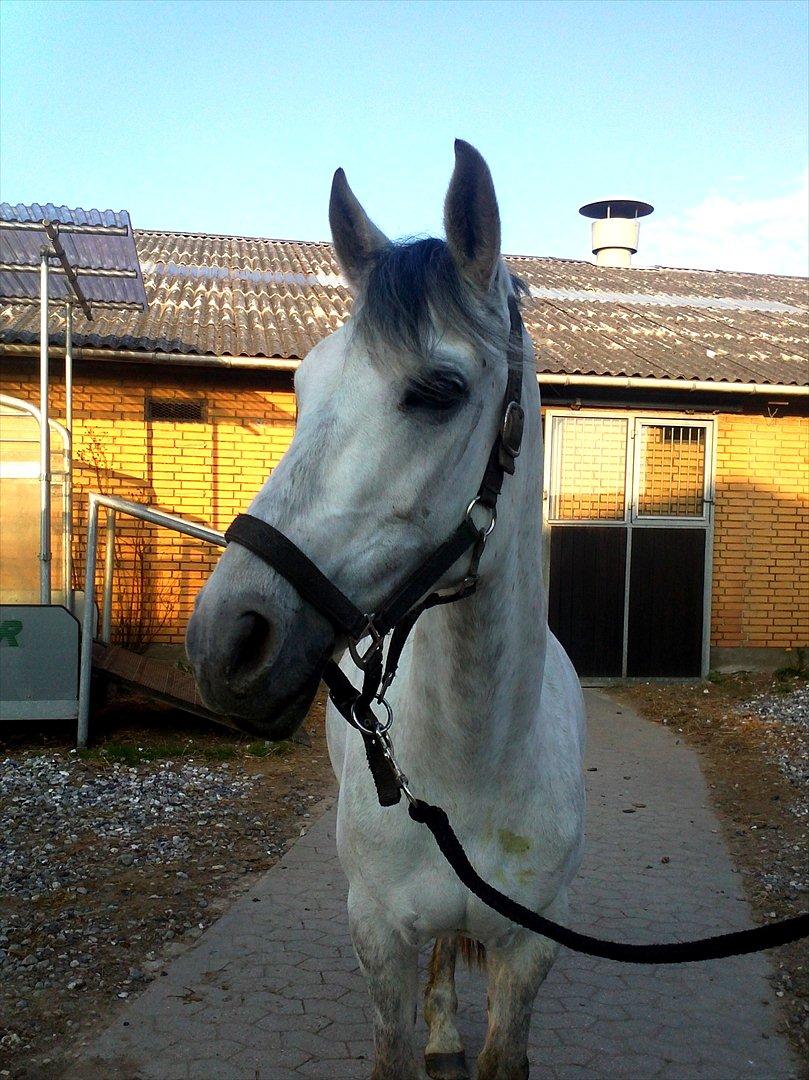 Tysk Sportspony Monique - <3 billede 3