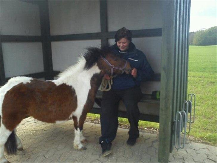 Shetlænder Spirit - vi venter på bussen billede 10