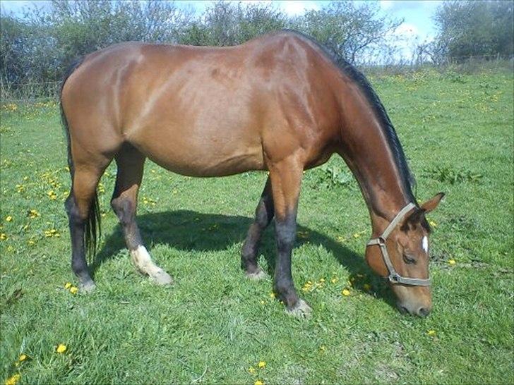 Dansk Varmblod Ramei-Stargirl billede 1