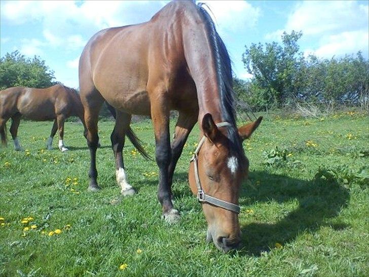 Dansk Varmblod Ramei-Stargirl billede 2