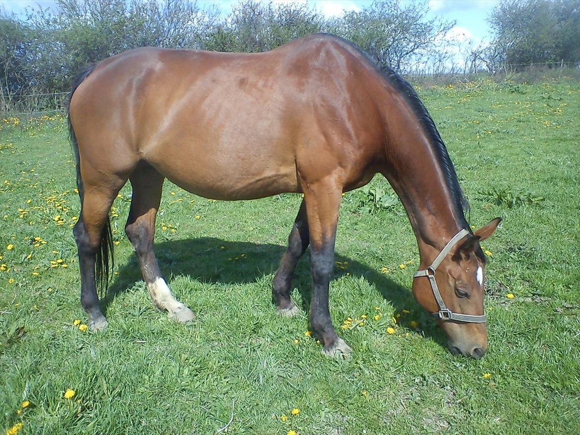 Dansk Varmblod Ramei-Stargirl billede 5