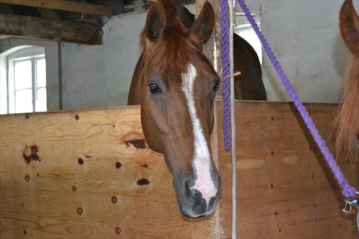 Dansk Varmblod Tai Shine  billede 14