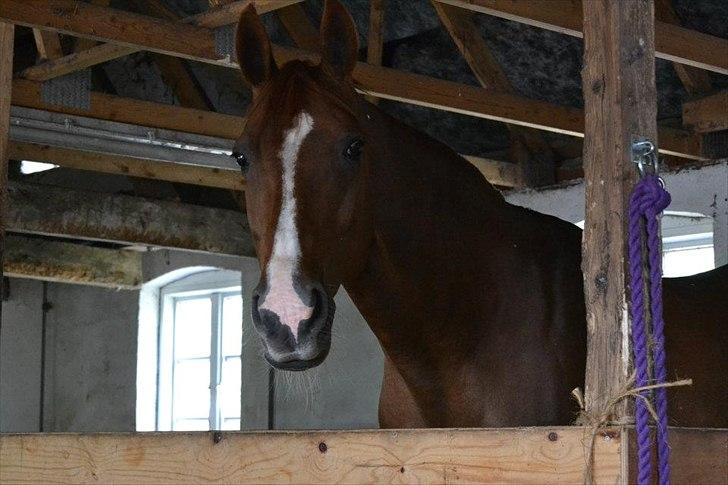 Dansk Varmblod Tai Shine  billede 15