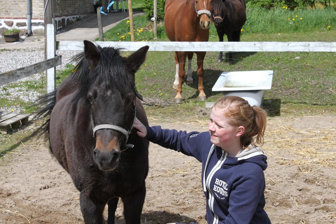 Welsh Pony (sec B) Kastania - NYT! - Vi hygger på banen ♥ 13.05.12 billede 20