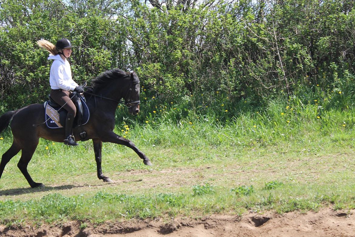 Hollandsk Sportspony Egano. - Lækker galop. 
- Taget af Amanda. billede 7
