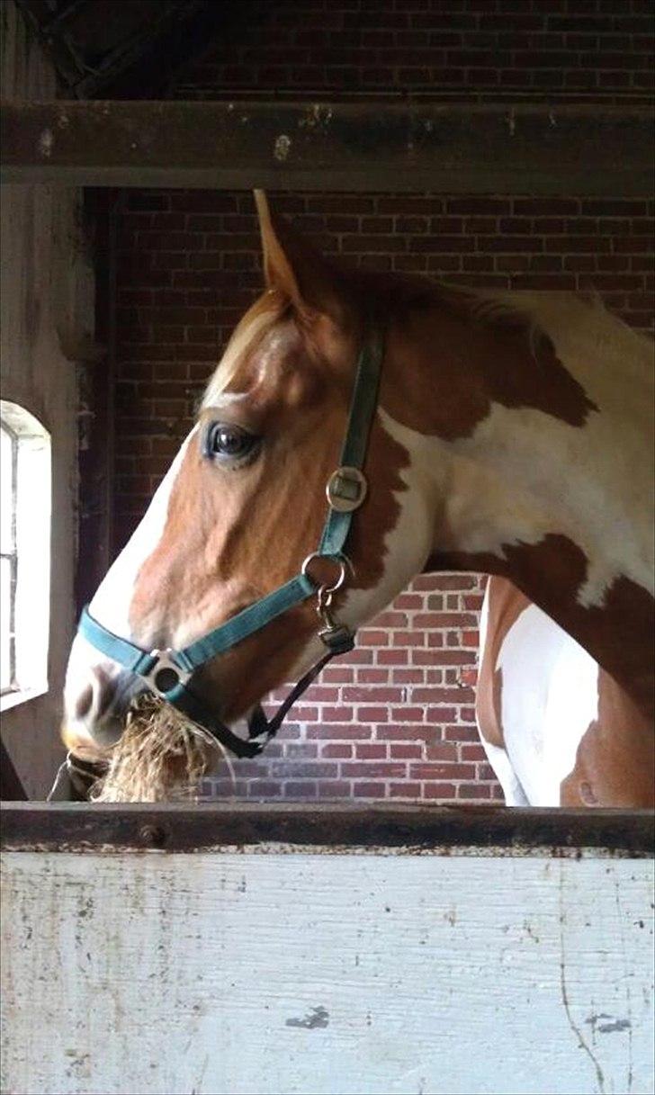 Pinto Metrik - Metrik lige ankommet til sit nye hjem ;) Foto: MIG  billede 17