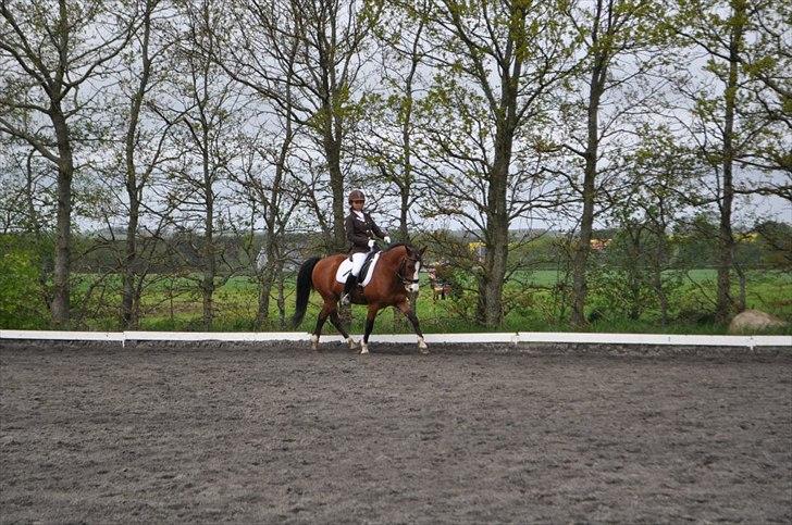 DSP Bæklunds Laredo (søsters) - LB3 66.42%
2. plads
maj 2012
foto: josephine hinrup billede 18