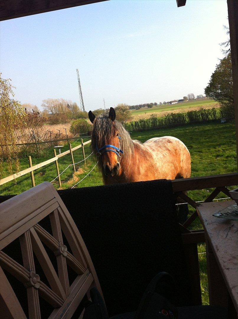 Belgier Odin(Nils Tjer-Rildmoseg) - Hvor er der spændende hjemme i baghaven. April 2012 billede 4