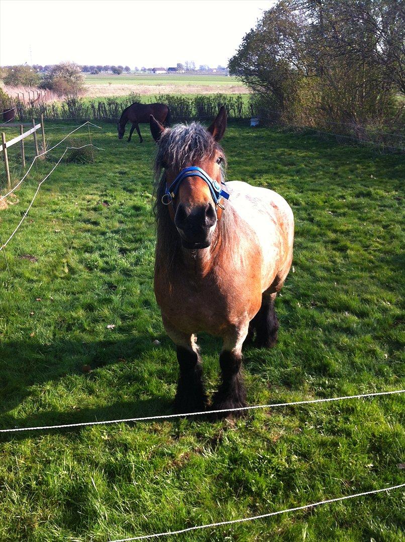 Belgier Odin(Nils Tjer-Rildmoseg) billede 8