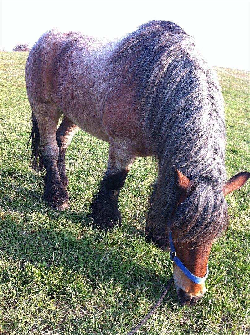 Belgier Odin(Nils Tjer-Rildmoseg) - Græsning før sommerfold:-) April 2012  billede 6