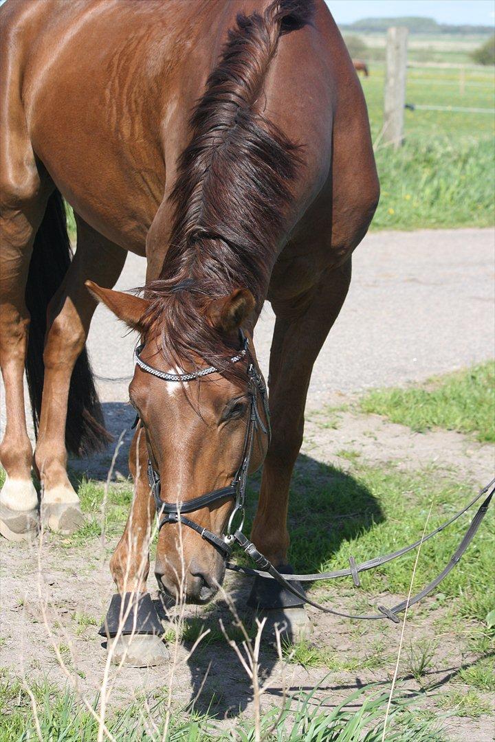 Hannoveraner Bredmose's bellami billede 4