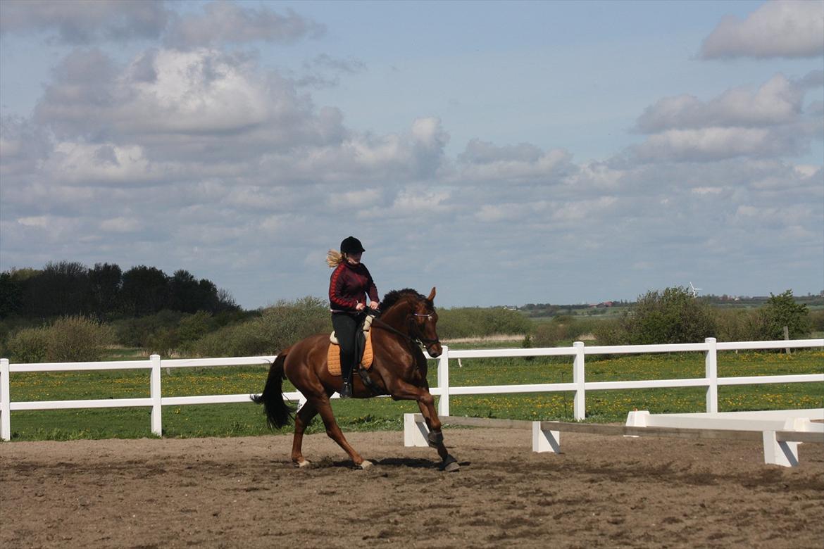 Hannoveraner Bredmose's bellami billede 17