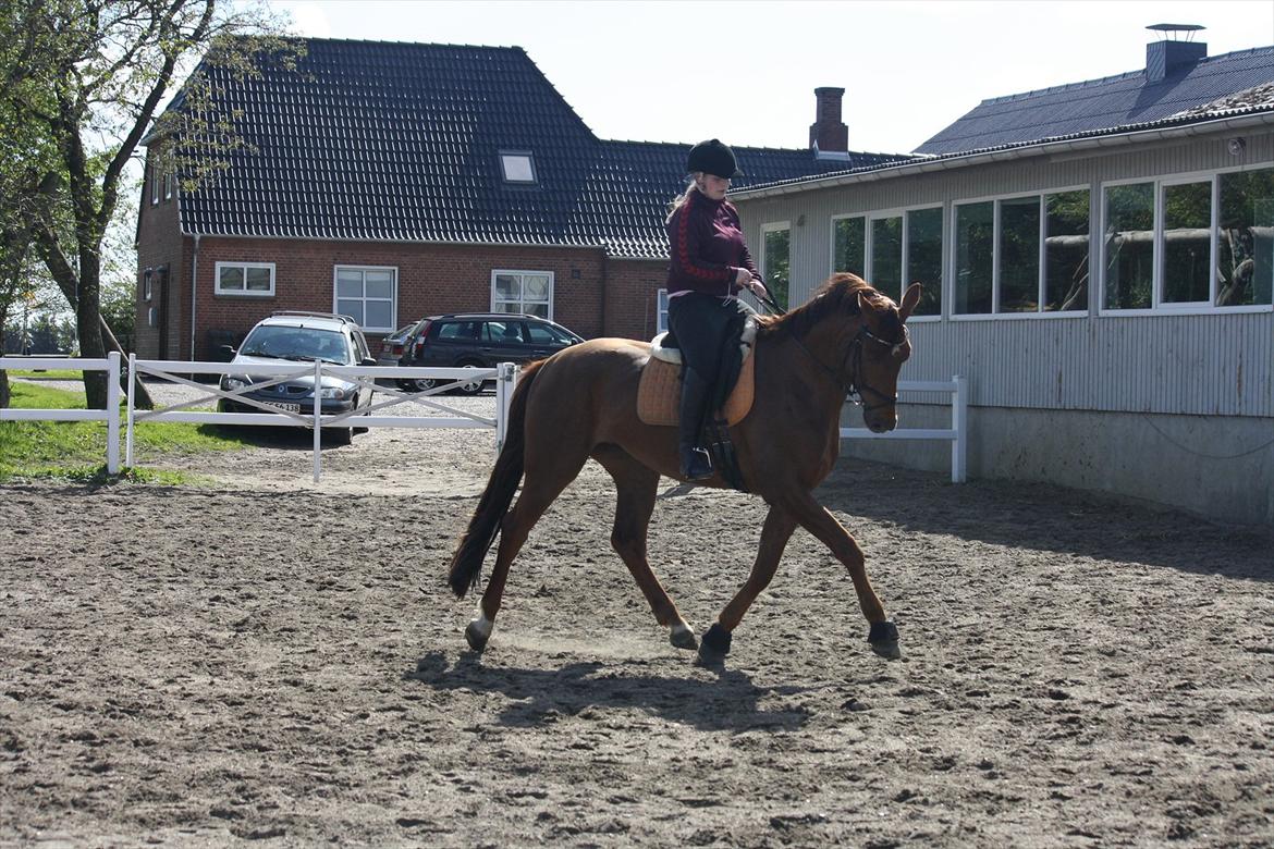 Hannoveraner Bredmose's bellami billede 10