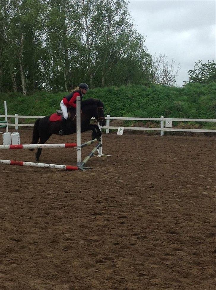 Islænder Litla *Mit et og alt* - stævne på egedal i ølstykke. (70 cm) billede 14