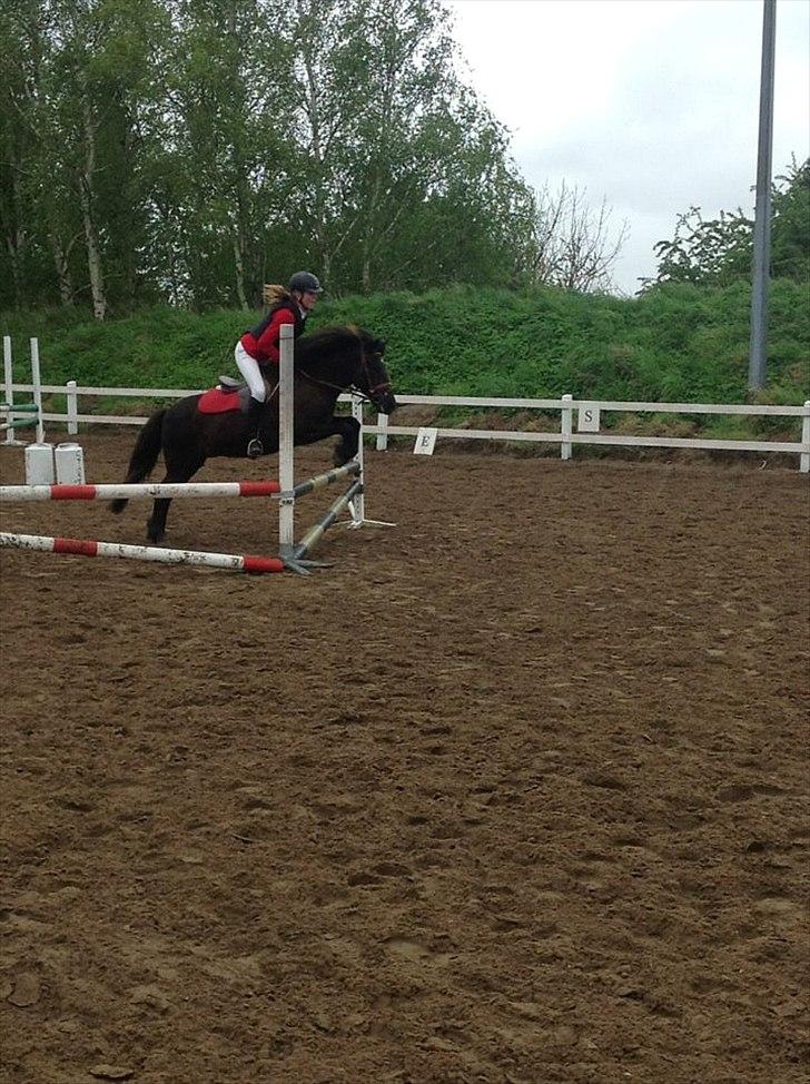 Islænder Litla *Mit et og alt* - omspringning på egedal i ølstykke:) (70 cm) billede 15