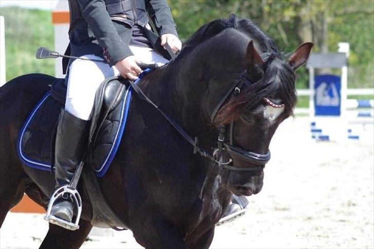 Welsh Cob (sec D) Fronerthig Young King billede 4