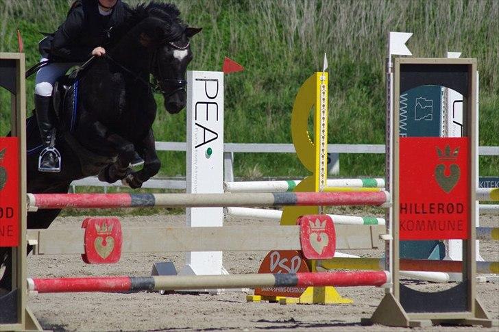Welsh Cob (sec D) Fronerthig Young King billede 19