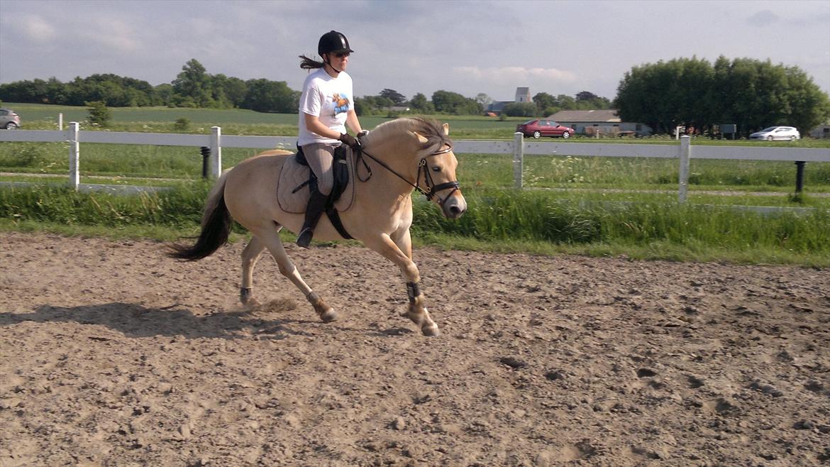 Fjordhest PUK LYNGHØJ - Puk i Galop. billede 14