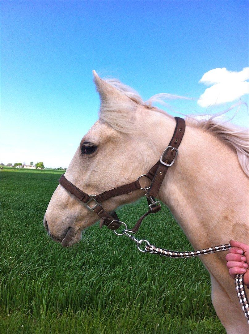 Palomino MiTho's Daywalker billede 9