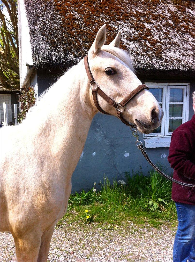 Palomino MiTho's Daywalker billede 5