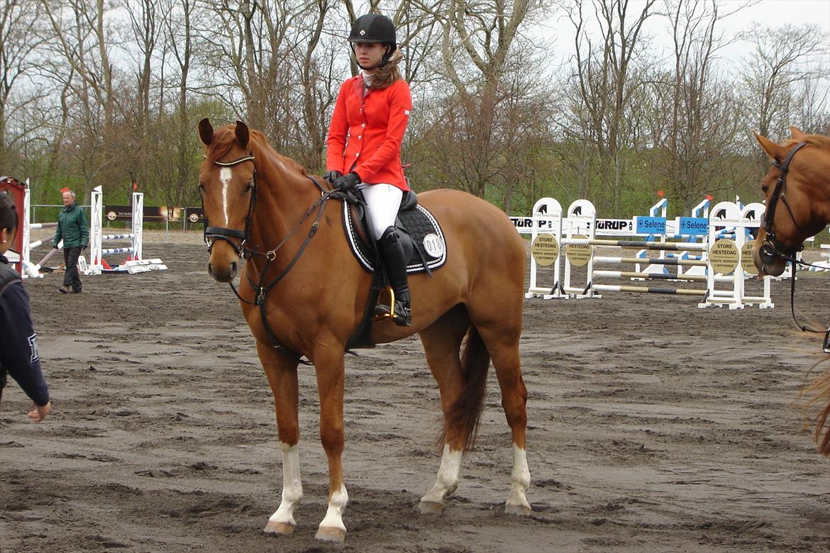 Dansk Varmblod Rolsted´s Cashot - Venter på præmie <3 billede 9