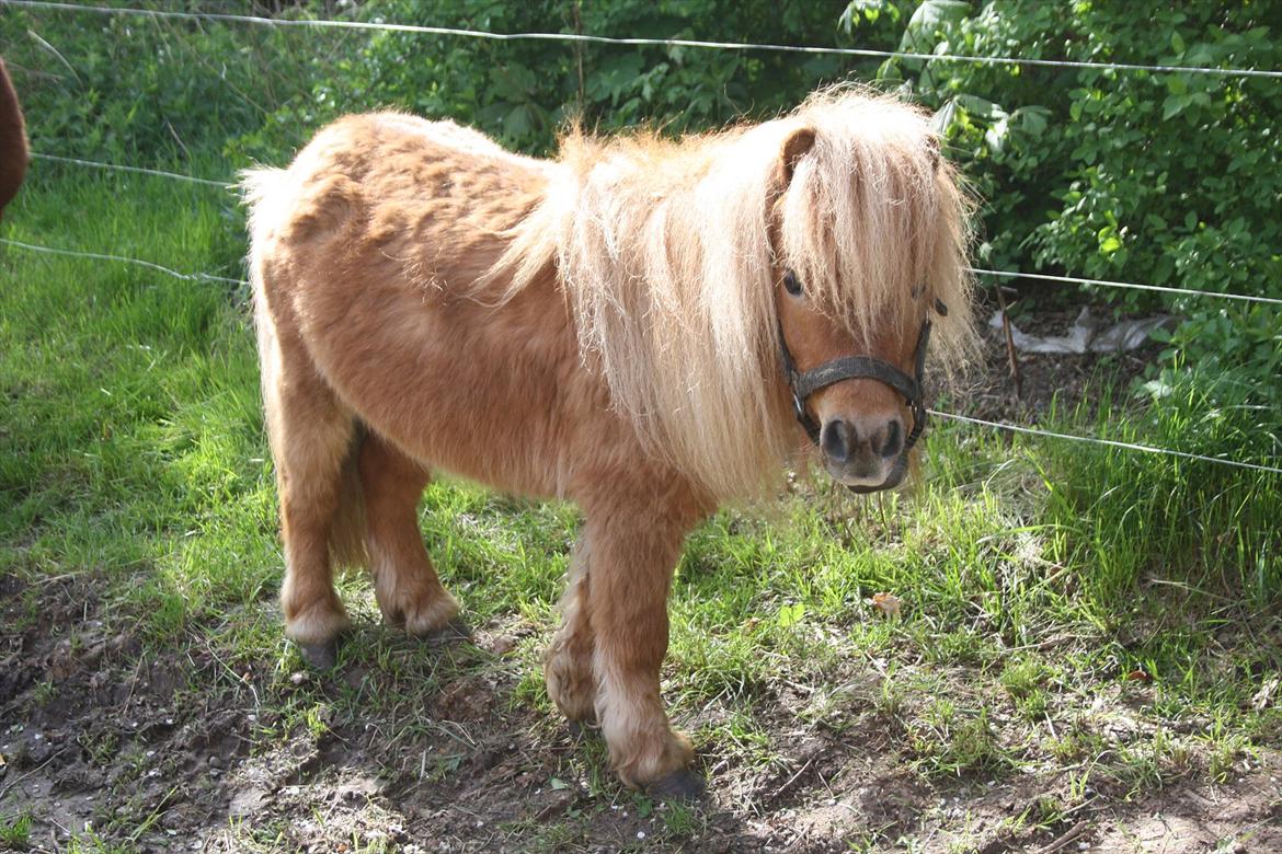 Anden særlig race Chikko - Nr. 1
Velkommen til Chikkos profil :-*
[Foto: Mig] billede 5