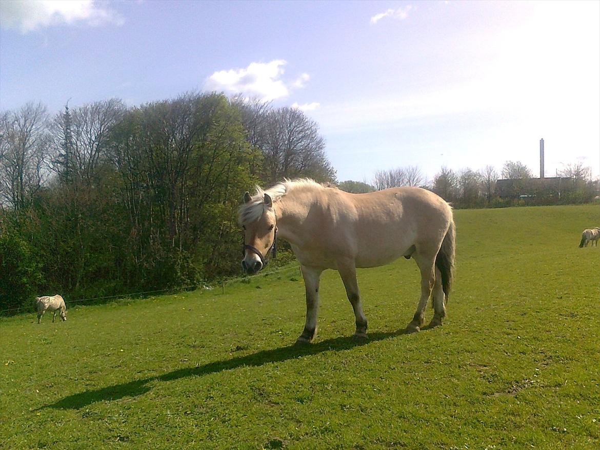 Fjordhest Toby [Har Redet] billede 13