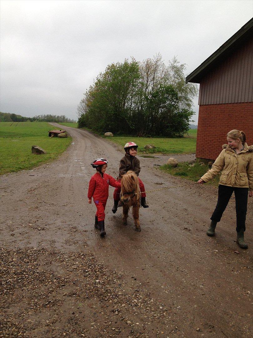 Anden særlig race Chikko - Nr. 2 
Chikko første gang med rytter :-*
[Foto: Susanne Larsen] billede 6