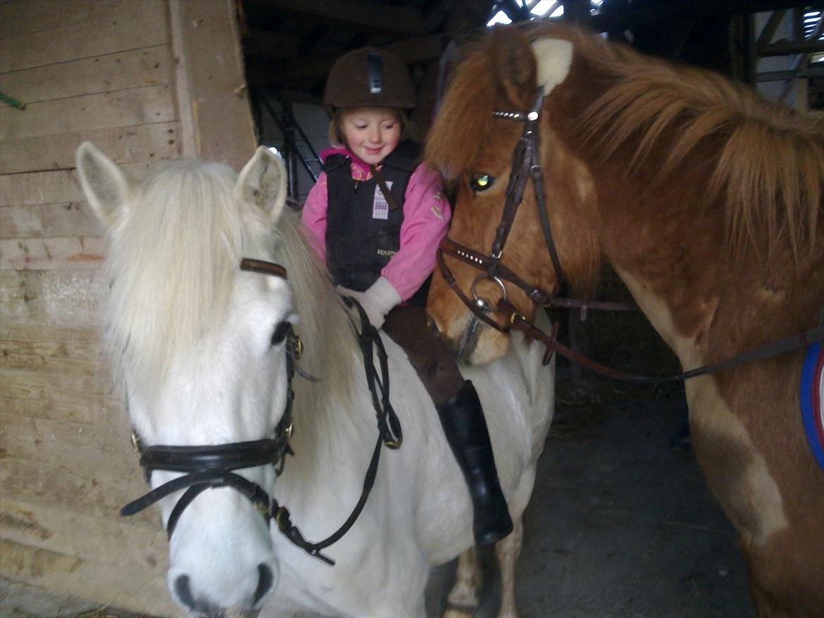 Anden særlig race Herkules - Annika rider Herkules og Príns skal lige kæle med hende :) billede 7